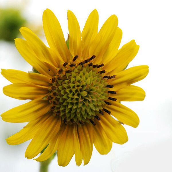 Helianthus mollis Blomst