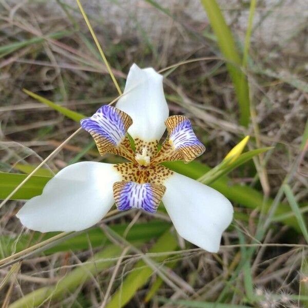 Trimezia northiana Flor