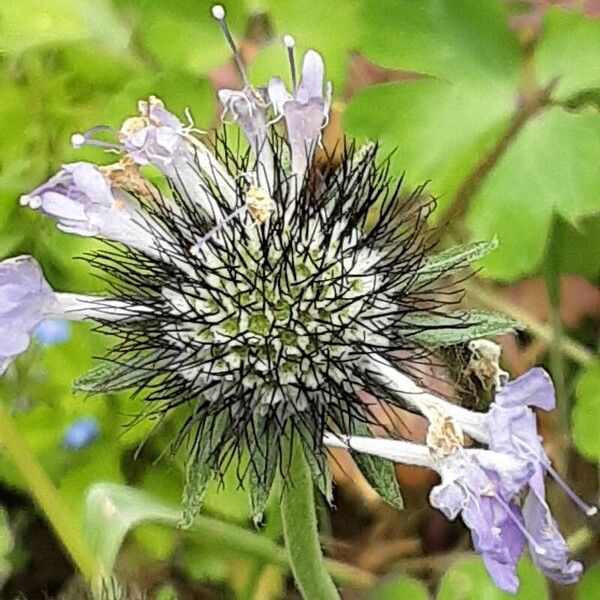 Scabiosa lucida Fruitua