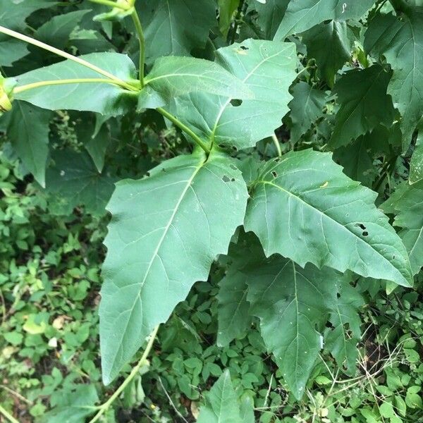 Silphium perfoliatum Blad