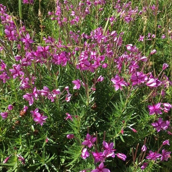 Epilobium dodonaei Blomst