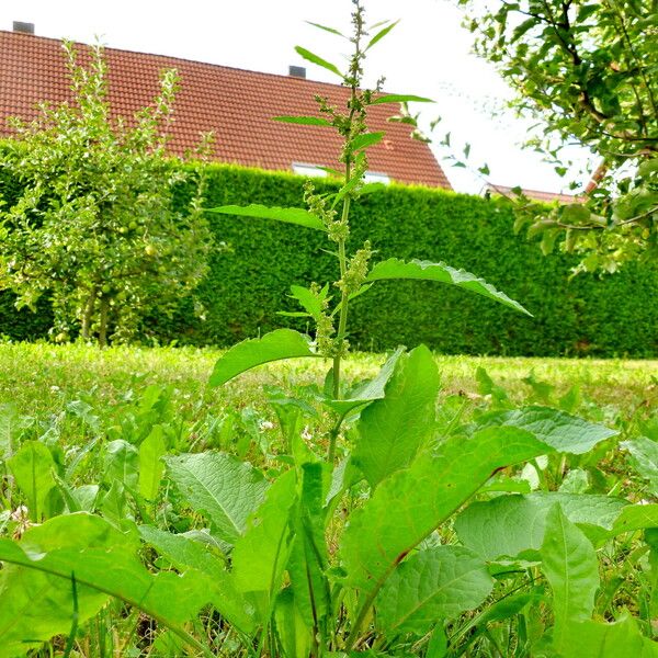 Rumex conglomeratus Costuma