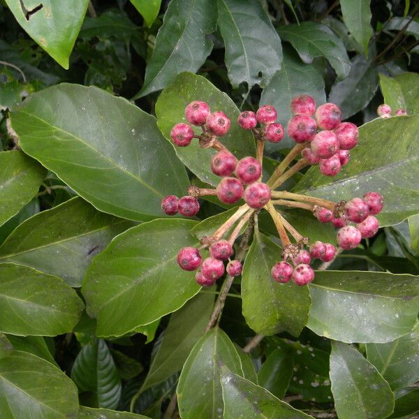 Dendropanax arboreus 形态