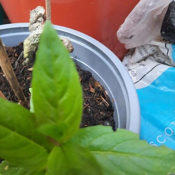 Epilobium tetragonum Leaf