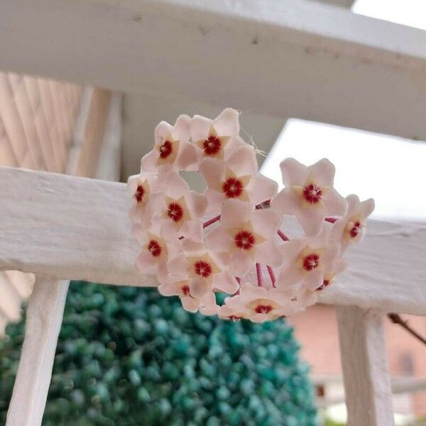 Hoya carnosa Fleur