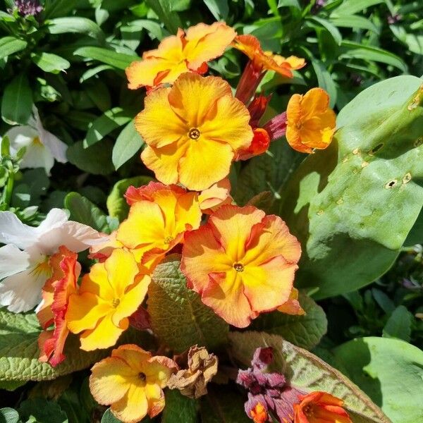 Primula × polyantha Habit