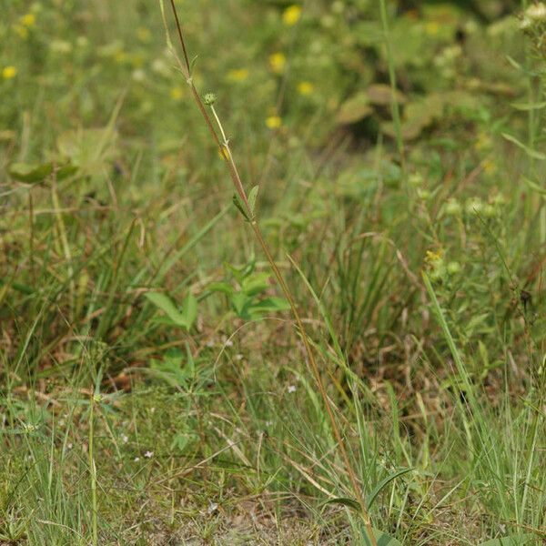 Helianthus occidentalis Staniste