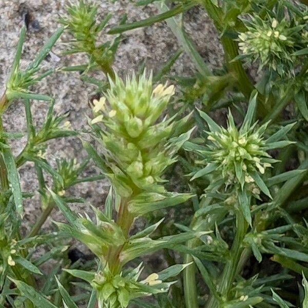 Salsola kali Flower