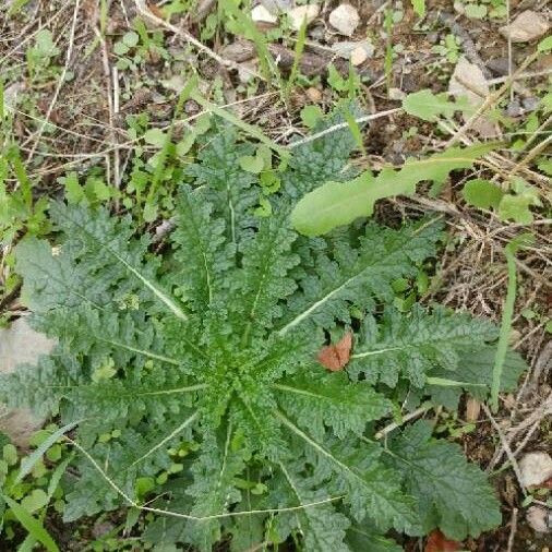 Verbascum blattaria Лист