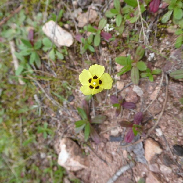 Tuberaria guttata Fleur