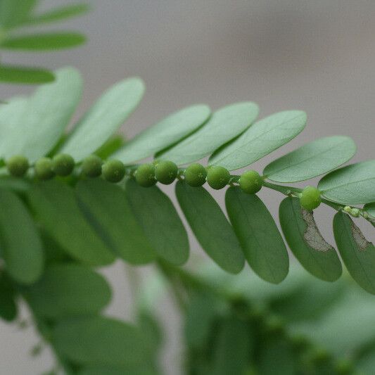 Phyllanthus amarus ᱥᱟᱠᱟᱢ