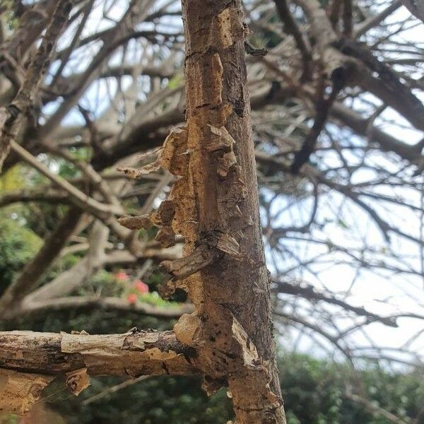 Ipomoea arborescens Bark