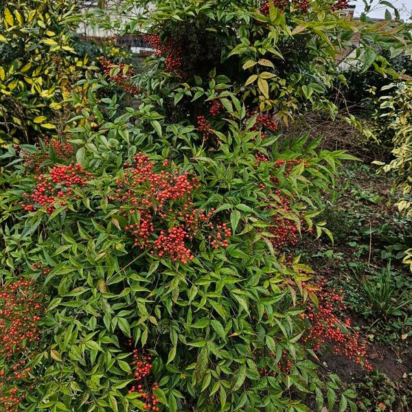 Nandina domestica Habit