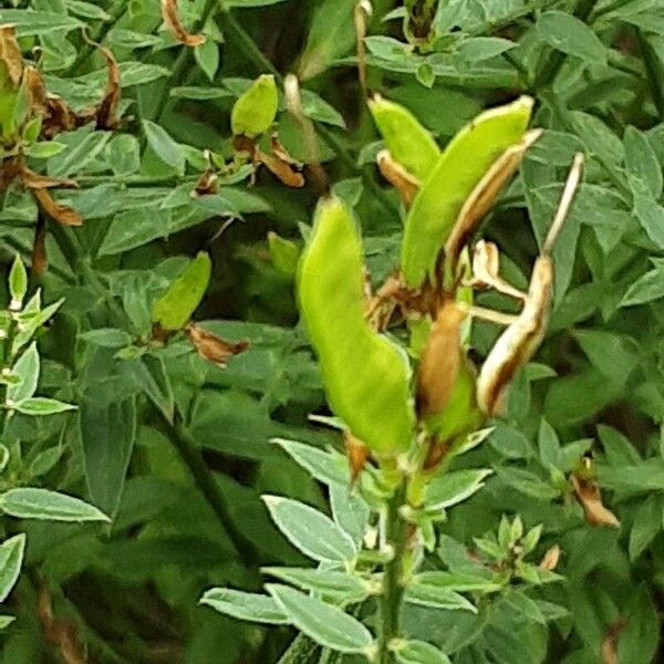 Genista tinctoria Frucht