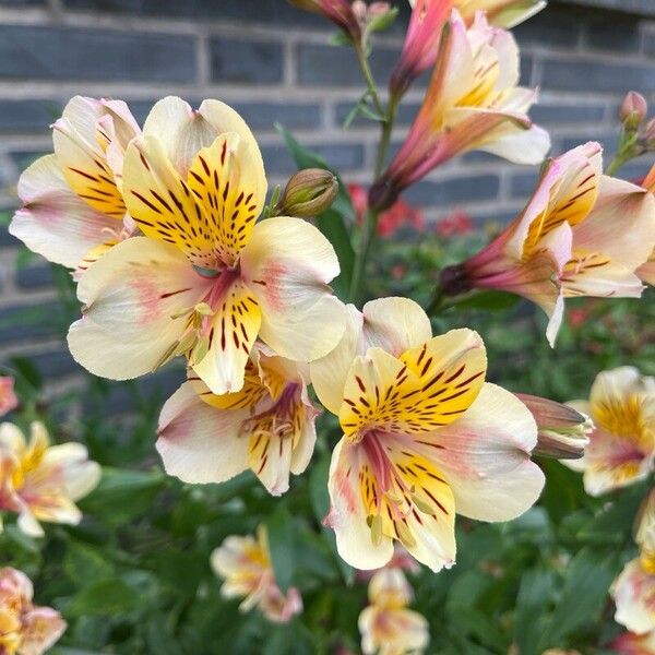 Alstroemeria ligtu Kvet