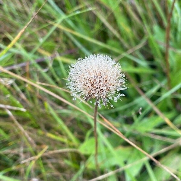 Scorzoneroides autumnalis Fruto