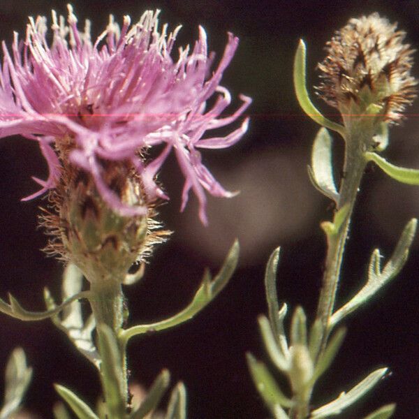 Centaurea corymbosa 花