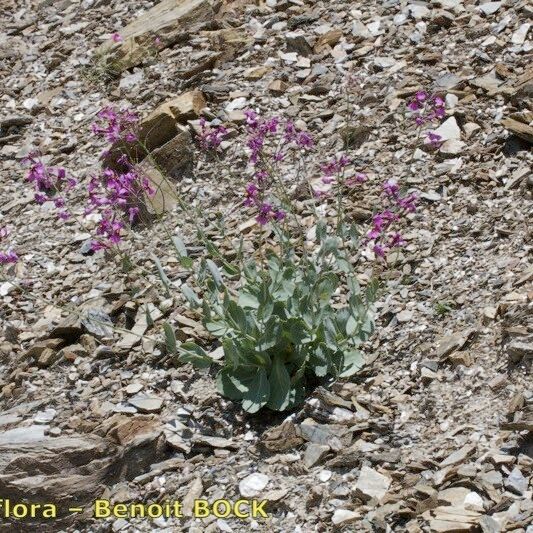 Moricandia moricandioides Habit