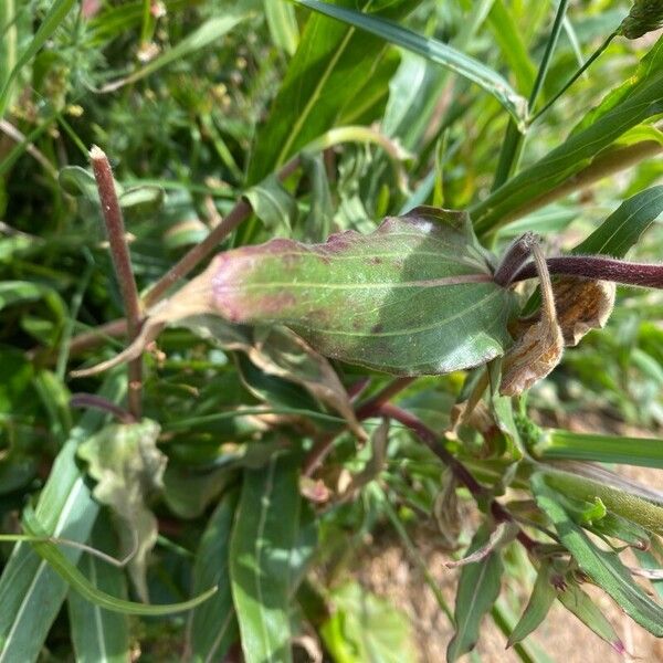 Oenothera stricta Lapas