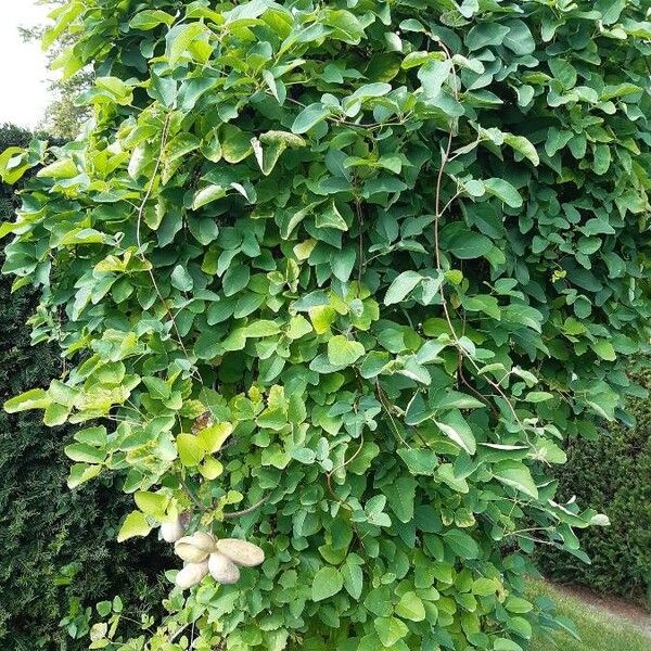 Akebia trifoliata Habit