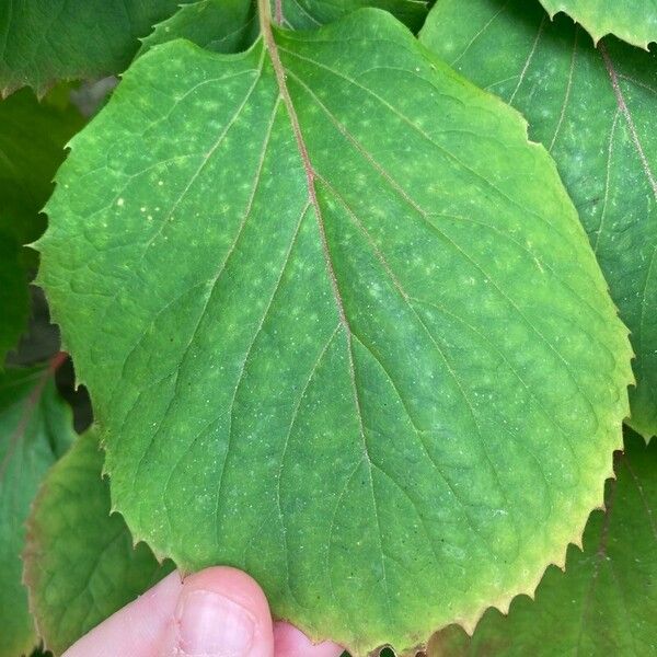 Schizophragma hydrangeoides Leaf