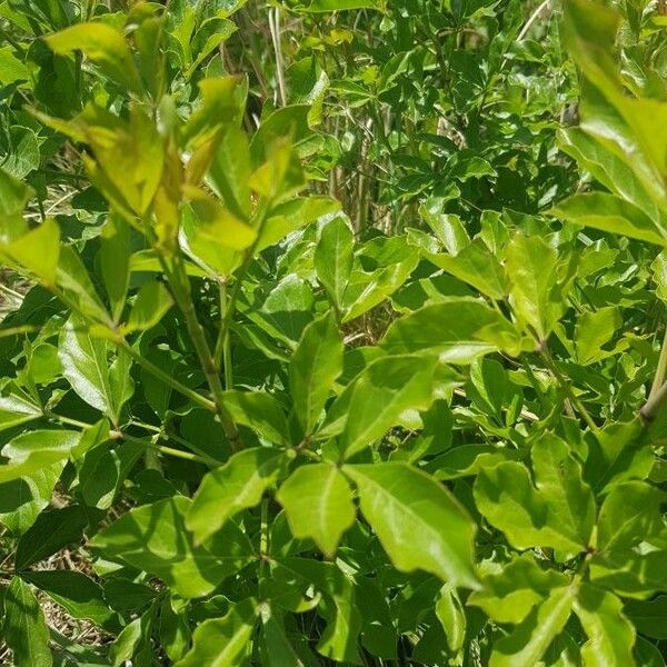 Steganotaenia araliacea 叶