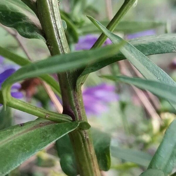 Symphyotrichum dumosum Φλοιός