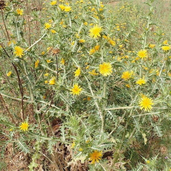 Scolymus hispanicus Hábito