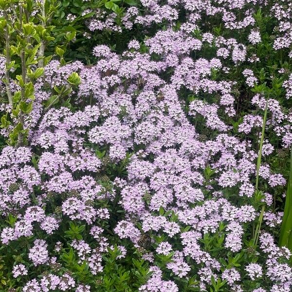 Thymus longicaulis Flower