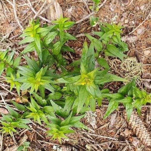 Melampyrum sylvaticum Hàbitat