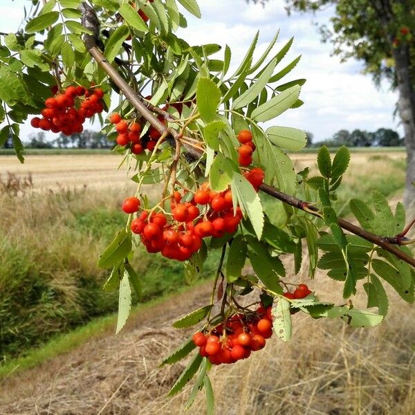 Sorbus aucuparia Frucht