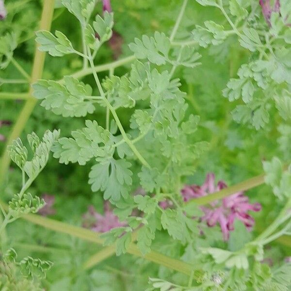 Fumaria officinalis Fulla