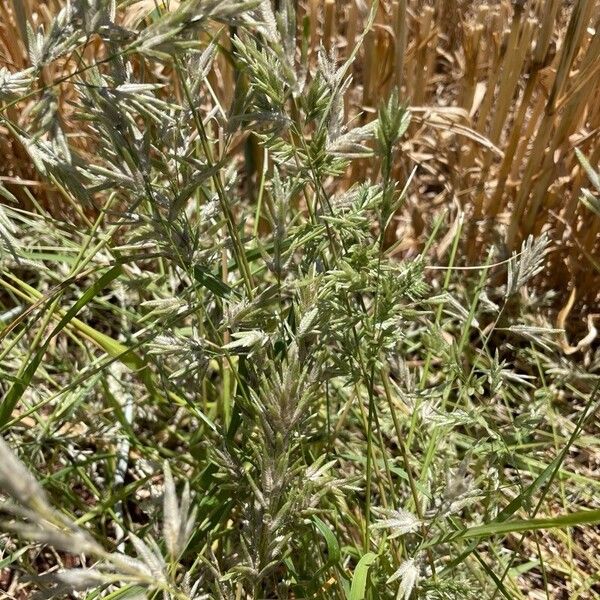 Eragrostis racemosa Flor