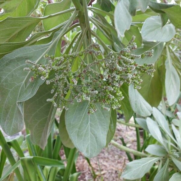 Scaevola taccada Fruit