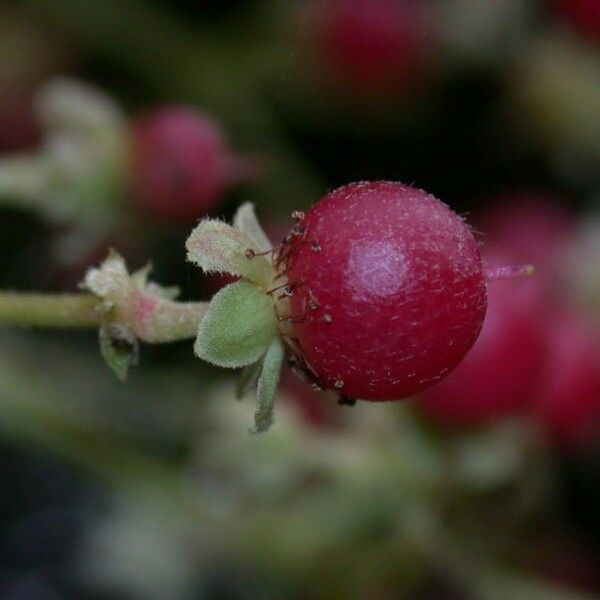 Hasseltia floribunda Frucht