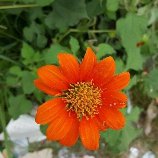 Tithonia rotundifolia फूल