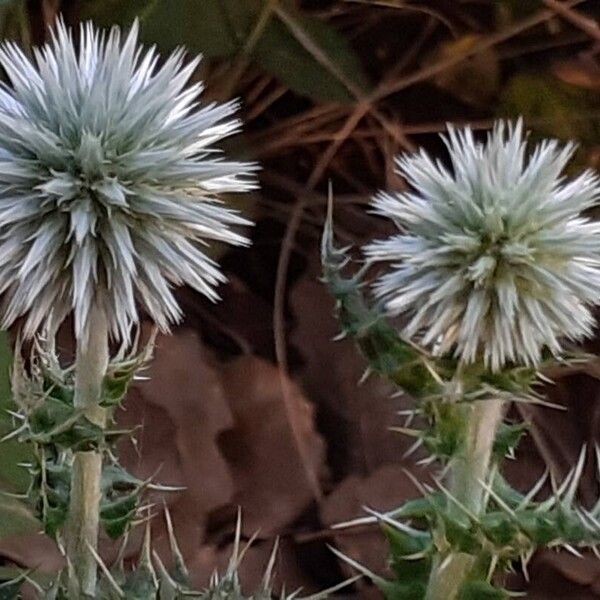 Echinops ritro Flor