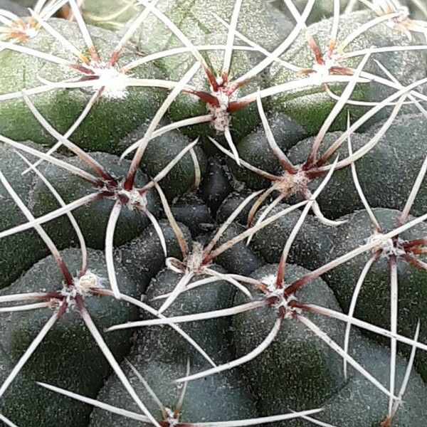 Gymnocalycium baldianum Flor