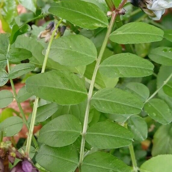 Vicia sepium Листок