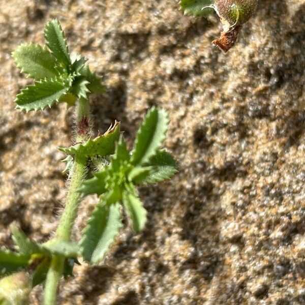 Ononis variegata Levél