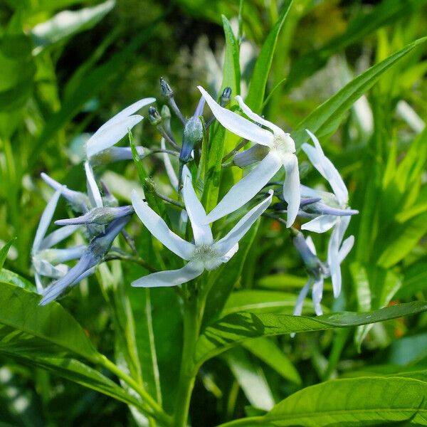 Amsonia tabernaemontana Flor