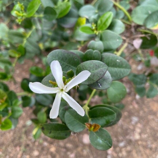 Carissa macrocarpa Blüte