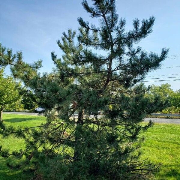 Pinus nigra Συνήθη χαρακτηριστικά