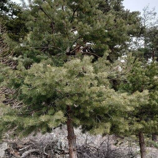 Pinus sylvestris 整株植物