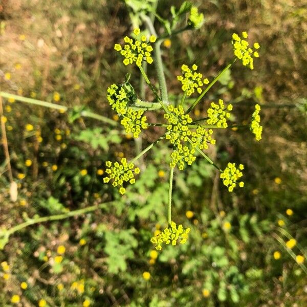 Pastinaca sativa Flor