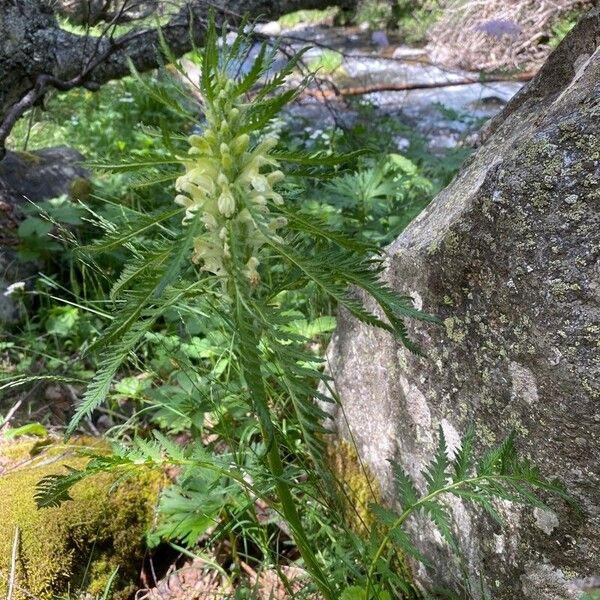 Pedicularis foliosa Habitus