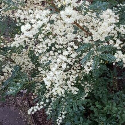 Acacia mearnsii Květ