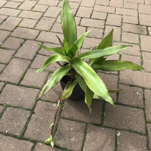 Callisia fragrans Φύλλο