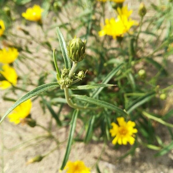 Hieracium umbellatum List