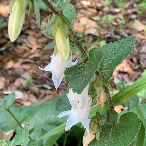 Campanula alliariifolia Blüte